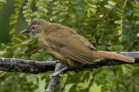 Bulbul gracile