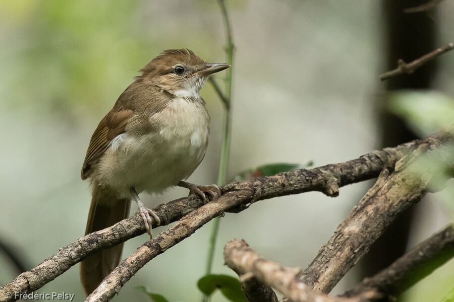 Bulbul jaboteurjuvénile