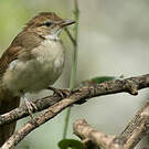 Bulbul jaboteur