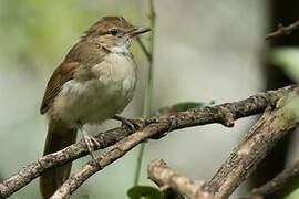 Terrestrial Brownbul