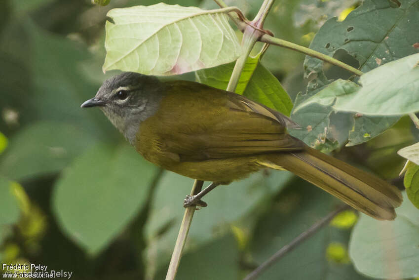 Bulbul kikuyuadulte, identification