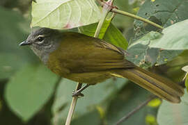 Olive-breasted Greenbul