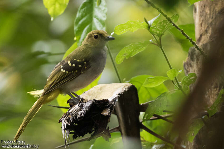 Bulbul nicator, identification