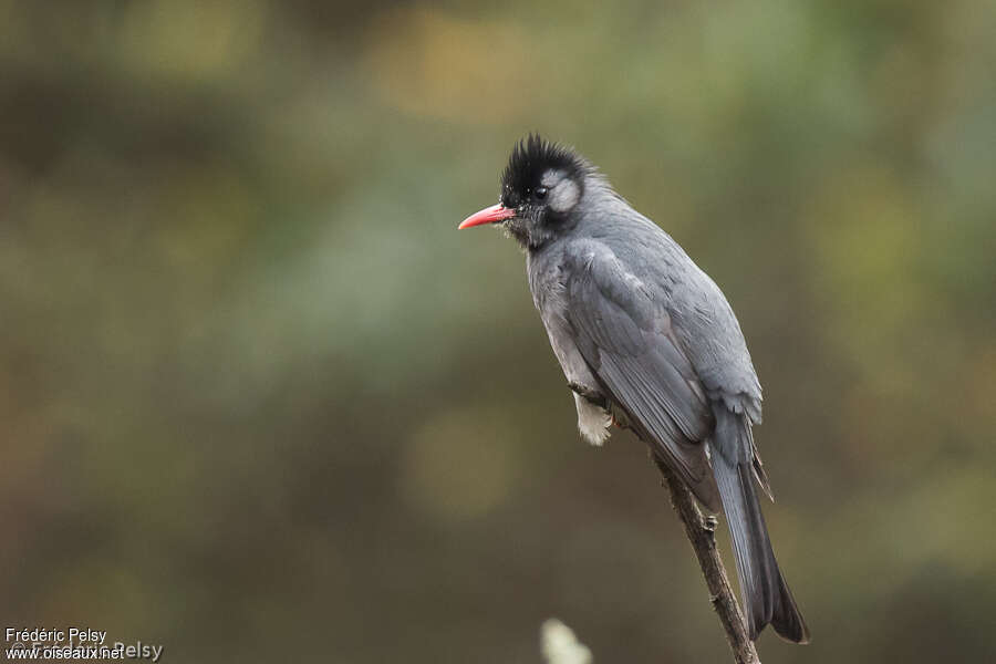 Bulbul noiradulte