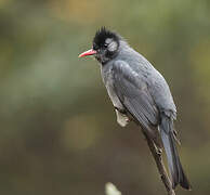 Black Bulbul