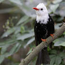 Bulbul noir