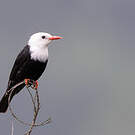Bulbul noir