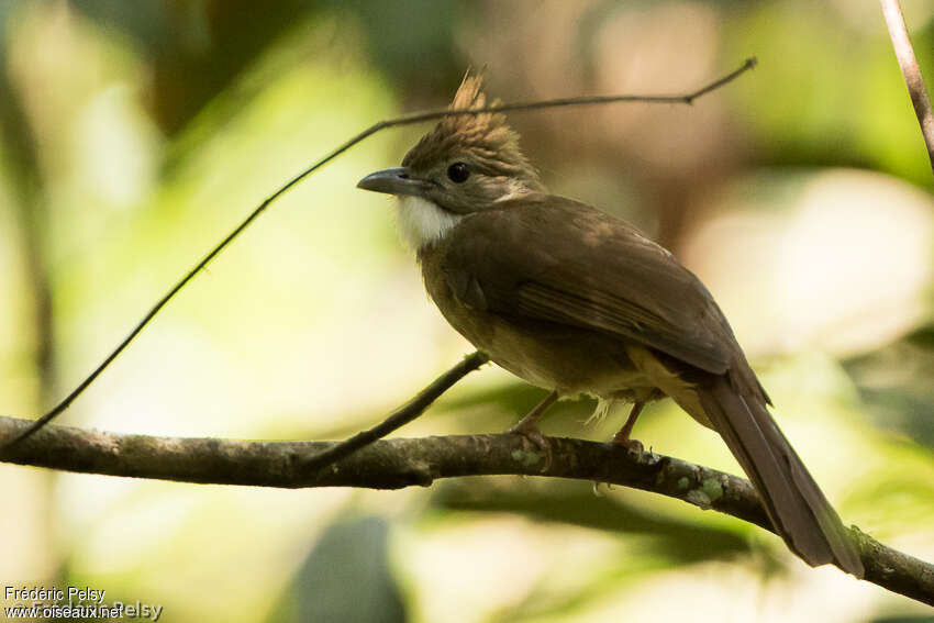 Bulbul ocréadulte, identification