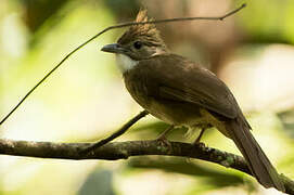 Ochraceous Bulbul