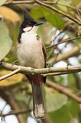 Red-whiskered Bulbul