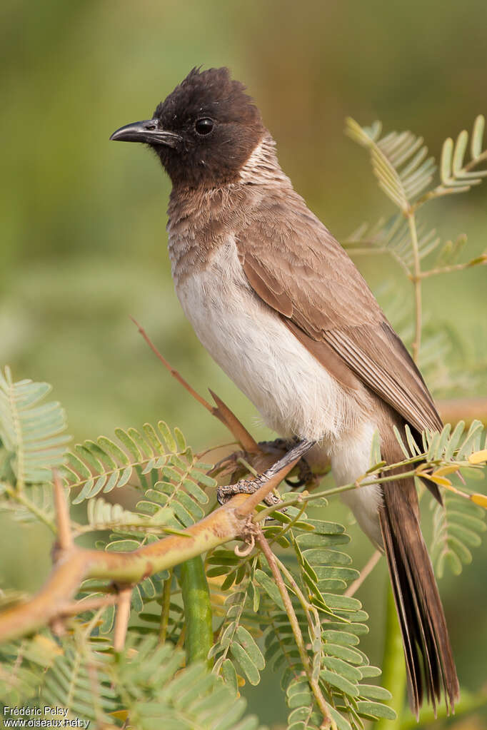 Bulbul somalienadulte, portrait