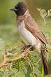 Bulbul somalien