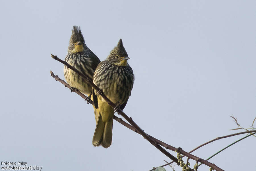 Striated Bulbuladult, Behaviour