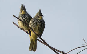 Striated Bulbul