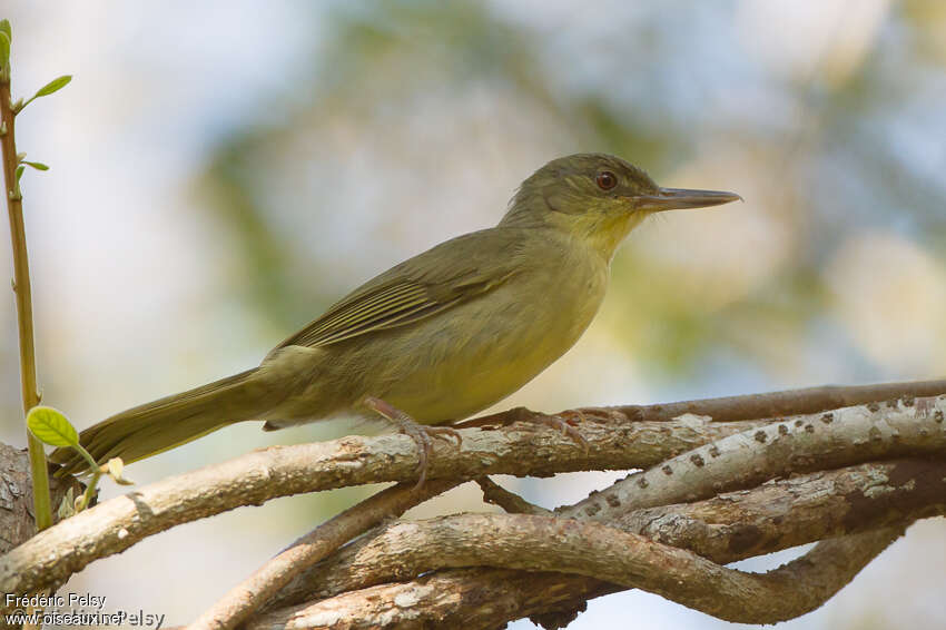 Long-billed Bernieriaadult