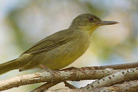 Long-billed Bernieria