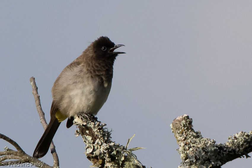 Bulbul tricoloreadulte