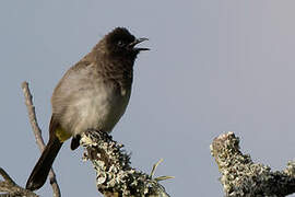 Dark-capped Bulbul