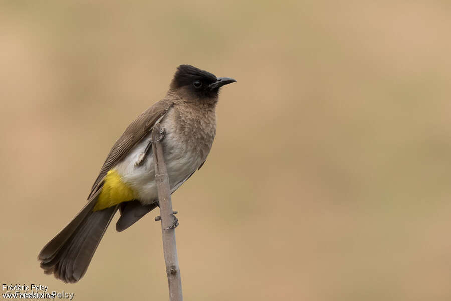 Bulbul tricoloreadulte