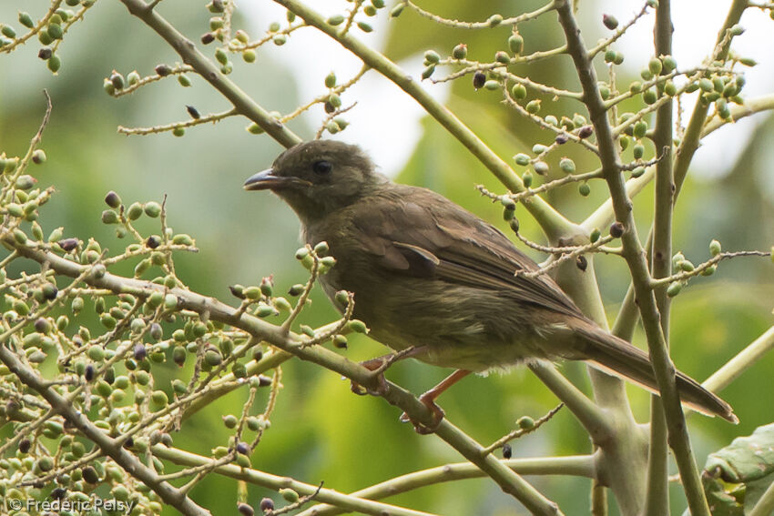 Little Greenbul