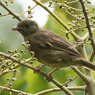 Bulbul verdâtre