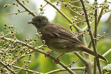 Bulbul verdâtre