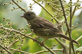 Little Greenbul