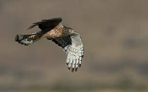 Cinereous Harrier