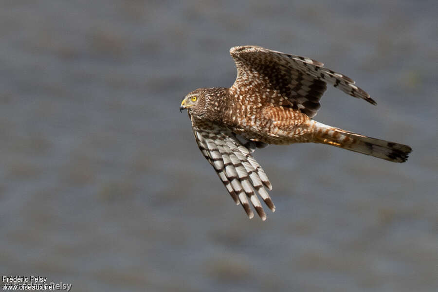 Cinereous Harrier female