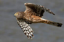 Cinereous Harrier