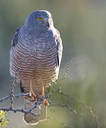 Cinereous Harrier