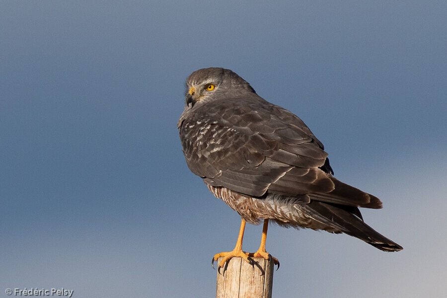 Cinereous Harrier