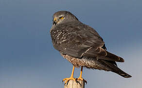 Cinereous Harrier