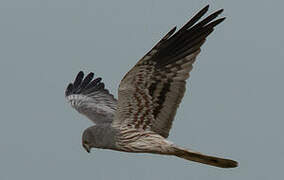 Montagu's Harrier