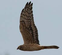 Montagu's Harrier