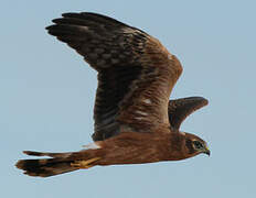 Montagu's Harrier