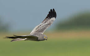 Montagu's Harrier