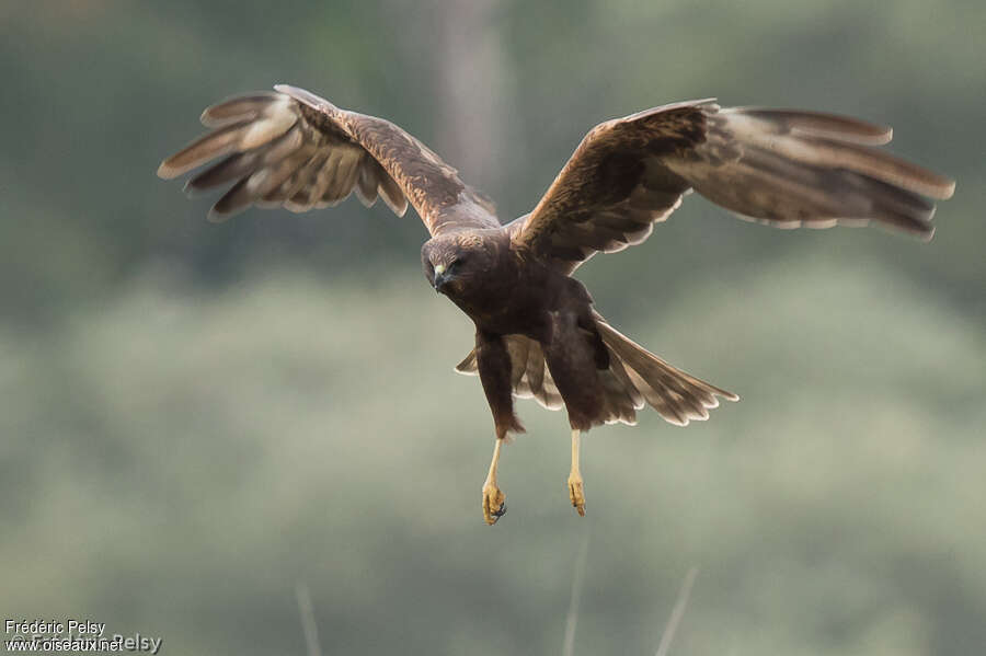 Montagu's Harrier female Second year, pigmentation, Flight