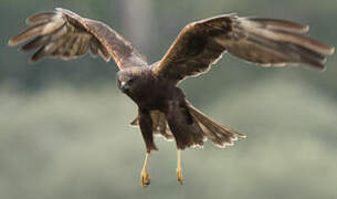 Montagu's Harrier