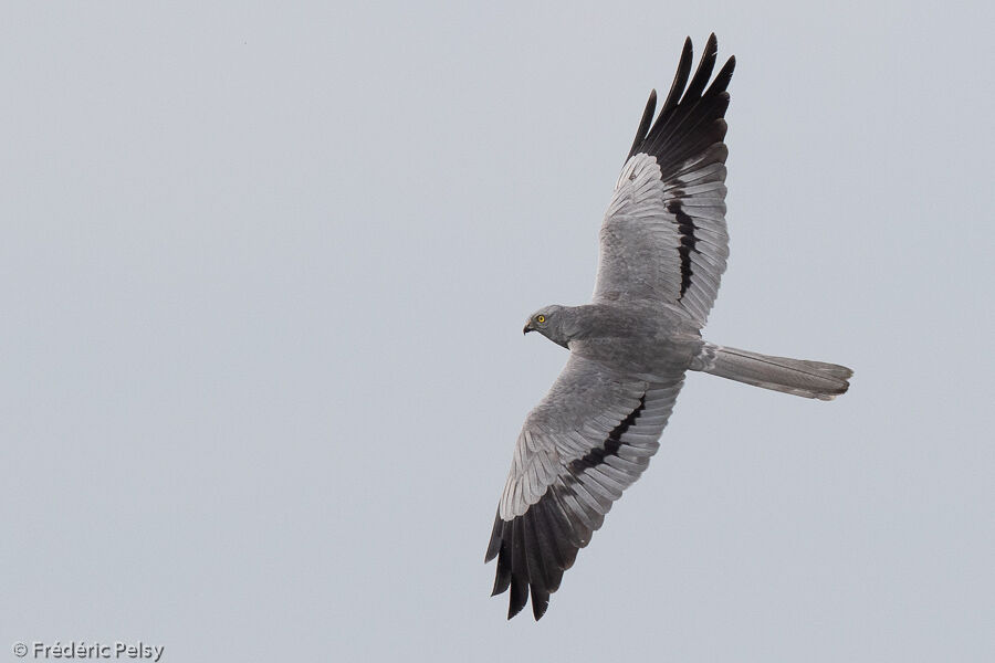 Montagu's Harrier male adult