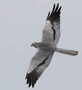 Montagu's Harrier