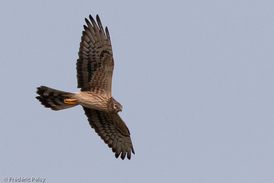 Montagu's Harrier female adult