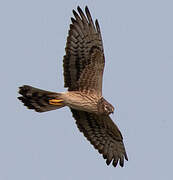 Montagu's Harrier