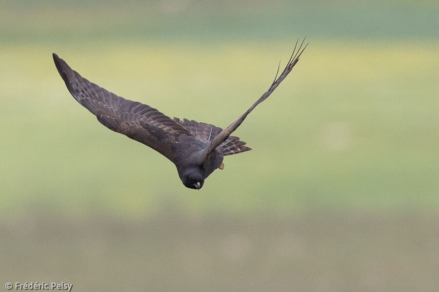 Montagu's Harrier