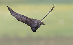 Montagu's Harrier