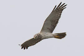 Eastern Marsh Harrier