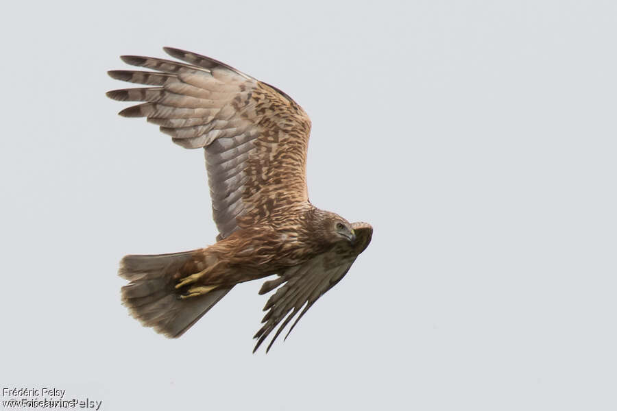 Eastern Marsh Harrier female adult, Flight