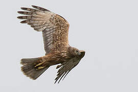 Eastern Marsh Harrier