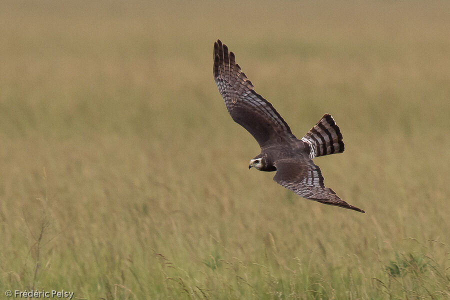 Long-winged Harrier