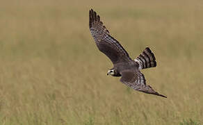 Long-winged Harrier